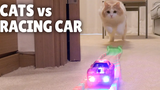 แมว vs รถแข่ง กิตติซอรัส