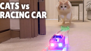 แมว vs รถแข่ง กิตติซอรัส