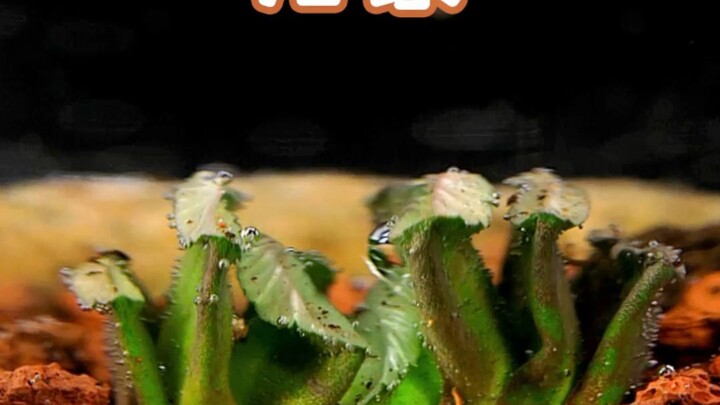 来吧，看多肉喝水！