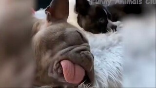 Đỡ không nổi những tình huống khó đỡ #96