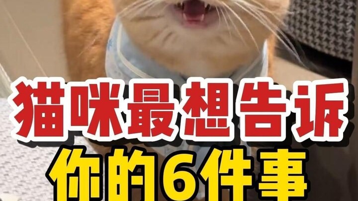 6 Hal yang Pengen Banget Dikatakan Kucing ke Pemula yang Baru Jadi Tukang Bersihin Kotoran, Terutama