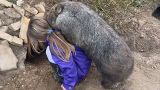 The little princess is here to play with the fat wombat again🤣