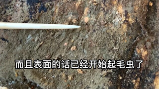 被岁月摧残的老火腿，表面已经长毛虫，切开后忍不住偷尝一片