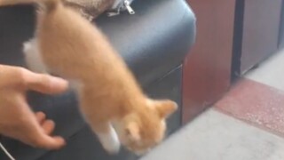 You've recalled a cat...