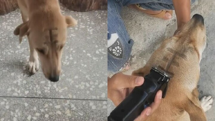 The owner branded the dog's forehead with the character "king"—netizens commented: "Take this dog fo