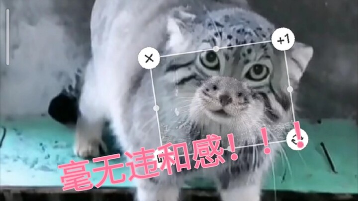 من يستطيع أن يمنع نفسه من فعل شيء ما تجاه العمة الكبيرة...؟