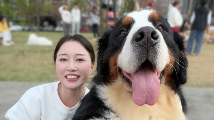 Chưa từng thấy chú chó nào hai mặt như vậy, hôm nay dắt cậu bạn Bernese 50kg đi dạo