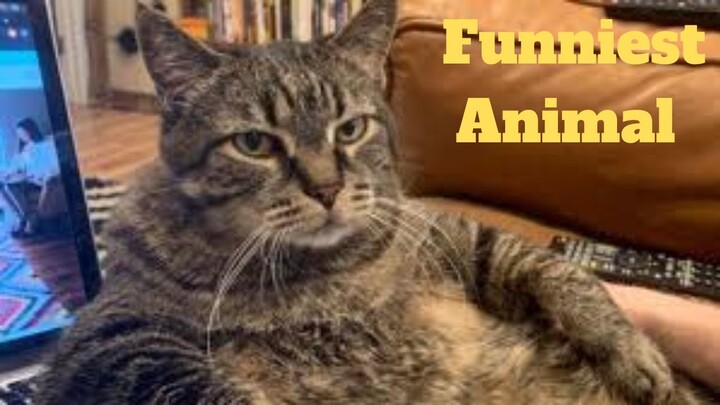 💥Funniest Animal Fails Viral Weekly😂💥of 2020 | Funny Animal Videos👌