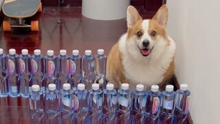 كلب الكورجي والهسكي يدخلان متاهة، فمن سيتمكن من التحدي بنجاح؟