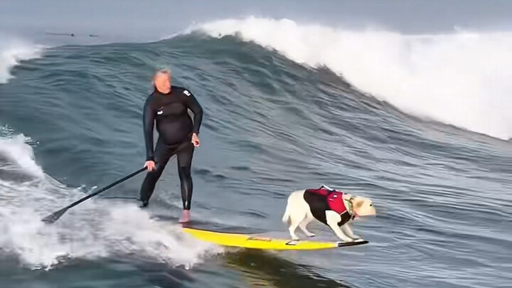 Pak tua dari luar negeri bersama anjingnya berlayar menembus angin dan ombak, kehidupan anjing seper