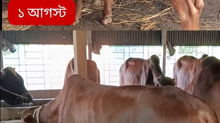 মাশা-আল্লাহ
