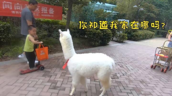 If you leave a llama in a strange place, can it find its way home?