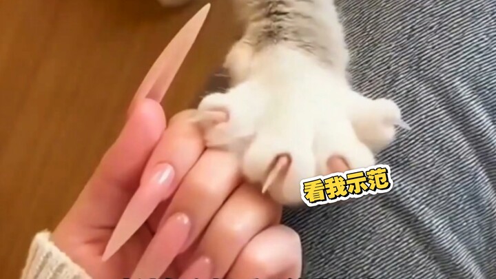 ทำเอาเจ้าแมวน้อยเป็นห่วงจนแทบคลั่ง