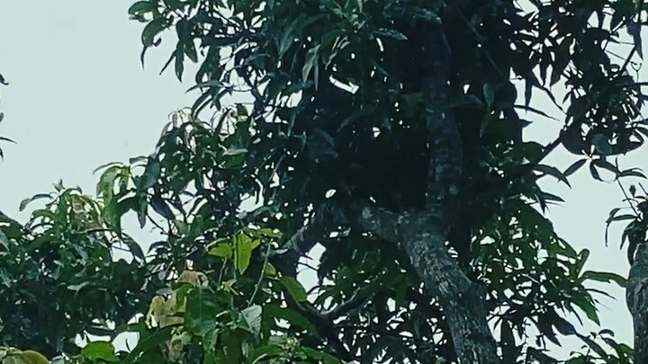 ভিডিও ২০২৬