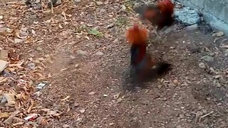 SparGamefowl