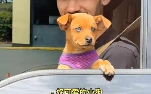 Dậy đi thôi, vận may của dân tình đã đến rồi – Pigi - Xiên cún Bichon Frise