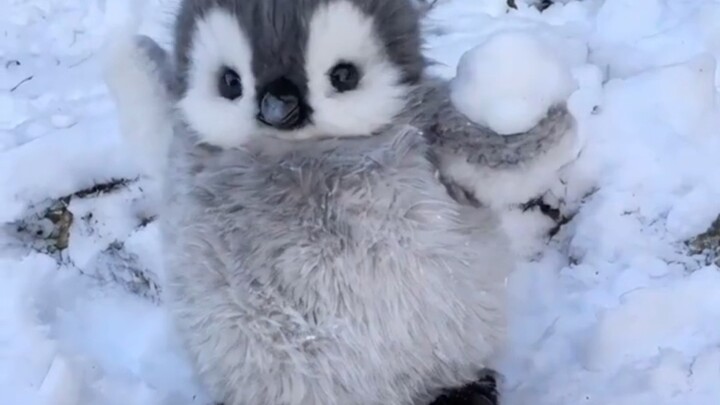 โอ้โห! เพนกวินตัวน้อยน่ารักมากเลยนะ