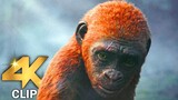 Kong Meets Suko Scene | GODZILLA X KONG THE NEW EMPIRE (2024) Movie CLIP 4K