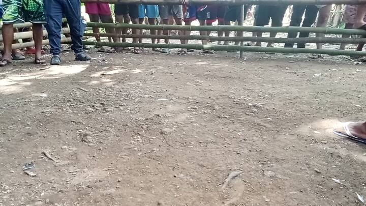 bulik win 😅 at nag ka habulan pa nga😂😂😂