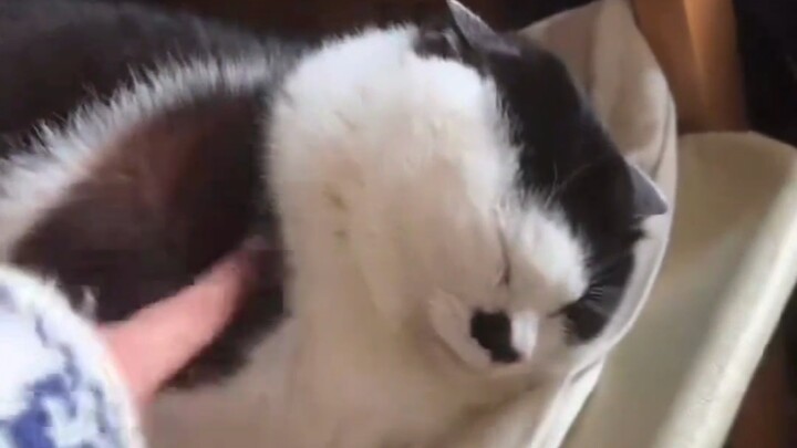 It even closed its ears shut, haha~