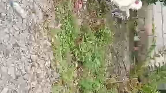 lemon vs white claret