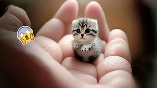 New Funny Animals 2023 😂 Funniest Cats and Dogs 😻🐶