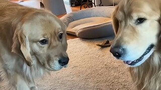 Comfort Dog: Can't See Me