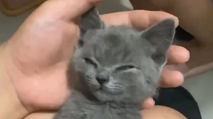 Cute and funny cat  (145)