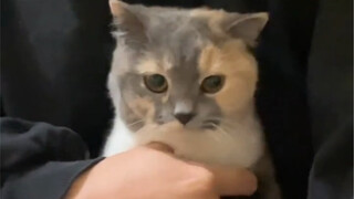ทำไมแมวน้อยโชคร้ายถึงน่ารักขนาดนี้!