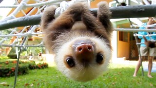 【AnimalistToo】ماذا قال صغير الكسلان بالضبط؟