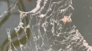 I found a spider by the river. It was getting angry and threw away the catkins because it was tearin