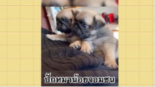 เพื่อนตัวน้อย สัตว์เลี้ยงแสนซน : ปั๊กหมาน้อยจอมซน