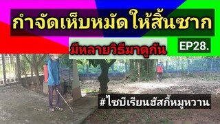 กำจัดเห็บ หมัด บริเวณบ้านให้สิ้นซาก EP28.#ไซบีเรียนฮัสกี้หมูหวาน