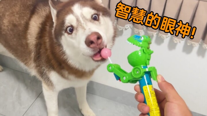Khi chú chó Husky gặp phải bảo vật hộ mệnh kẹo mút, sẽ phản ứng thế nào nhỉ?