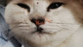 [Kucing Tabby Perak] jatuh dari gedung dan lumpuh. Dia berbaring di lantai bawah selama tiga hari ta