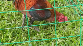 My Super Red - Lil Kurt GY