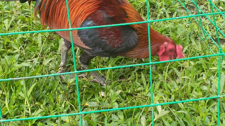 My Super Red - Lil Kurt GY