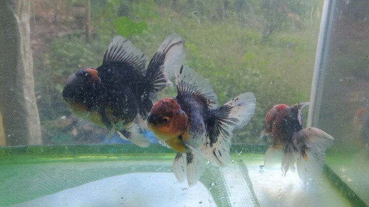 Kirin Oranda Dirty