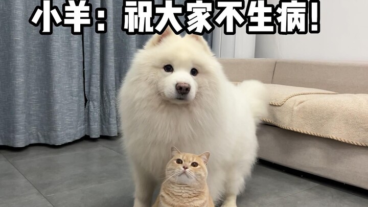 Little Sheep: You're finally done! Now you can hang out with me!