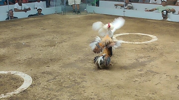 Asia 1 entry name tTEAM HYBREED bulik dome. win.