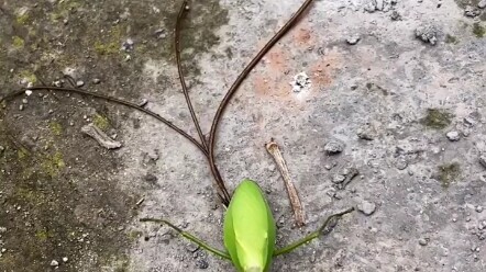 กระบวนการทั้งหมดของการติดเชื้อหนอนไส้เดือนเหล็กในตั๊กแตนตำข้าว