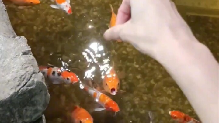 Fish: No, is that reasonable?