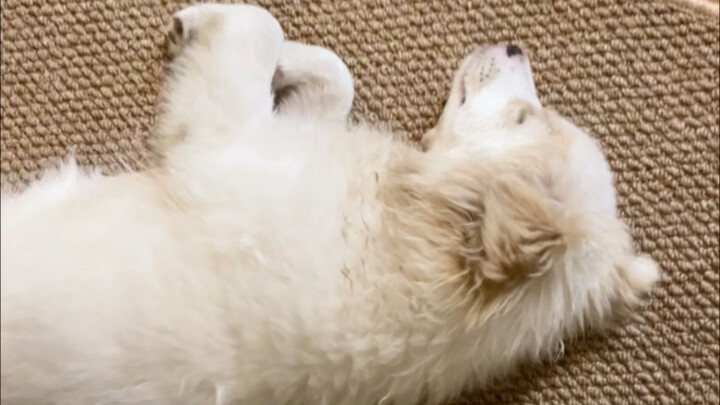 Our first night in the little courtyard was also Little Sheep’s first night sleeping outside the cag