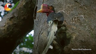 PARUHnya lebih MAHAL dari GADING GAJAH!!! si Burung Enggang Gading