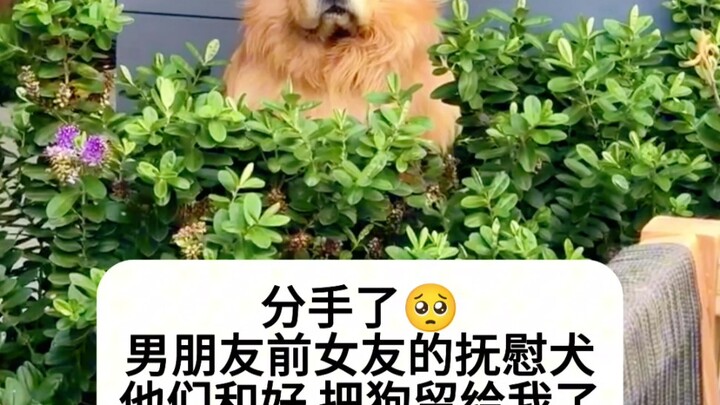 Chú chó an ủi: Khi bạn ở cách xa nửa vòng trái đất