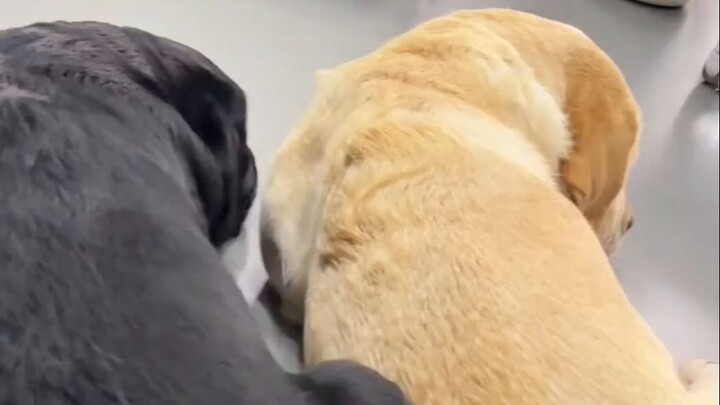 The black dog has so many bugs