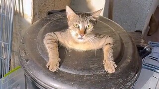 Tôi cảm thấy khó chịu nếu không xem bộ phim này trong một ngày! Tổng hợp video thú vị điểm Douban 23