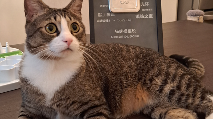 Hari ini Fufu juga menerima hadiah ulang tahun yang istimewa!