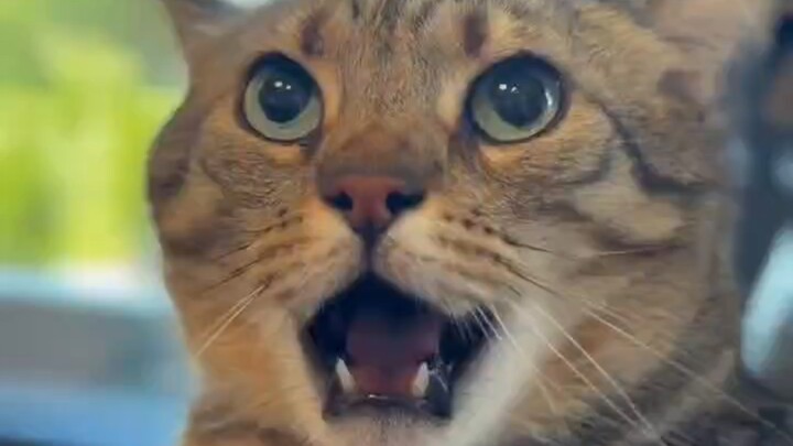 The Original Version of the Cat That Can Say Mambo