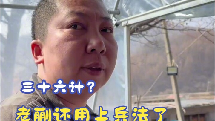 Old Kui hasn’t read the Thirty-Six Stratagems for nothing—he doesn’t want to do any work himself, so